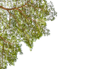 Obraz premium green leaf of big tree branch isolated on white background