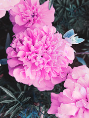 Closeup of ultra pink flowers and aqua leafs. Vintage. Synth wave style. Nature and background concept. Duotone
