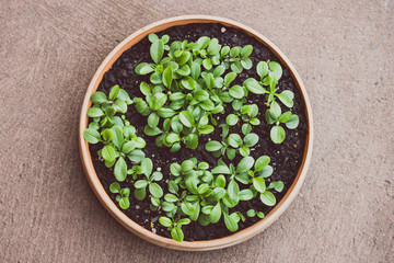 small forget-me-not seedlings in terracotta pot