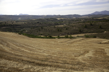 Obraz premium Wheat fields