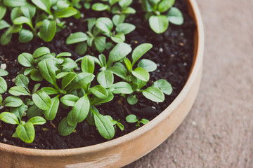 small forget-me-not seedlings in terracotta pot