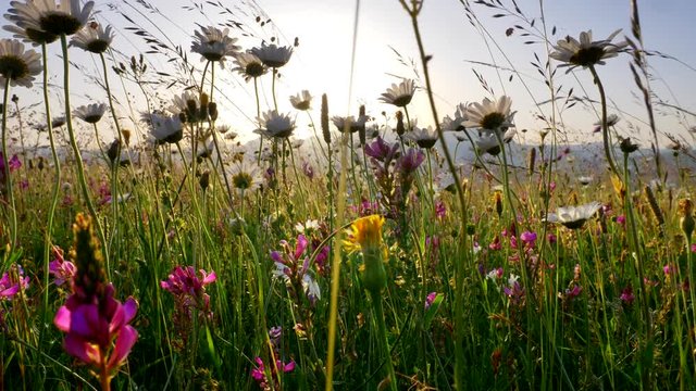 Lupines, chamomiles and other wild flowers on an Alpine meadow during sunrise. Sun is lifting above mountains and getting through the plants with its beams. Steadicam, UHD