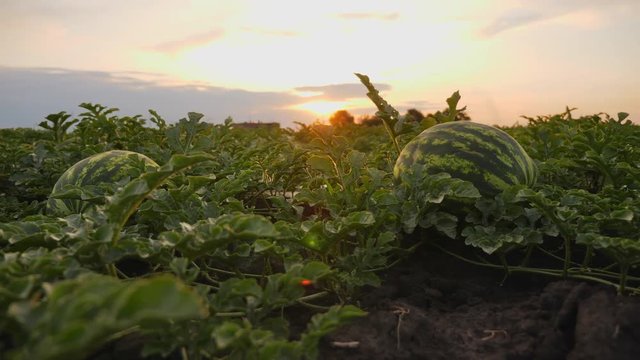 Striped ripe watermelons on the ground in a field at sunset