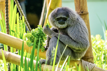 Silvery gibbon, Hylobates moloch in the zoo