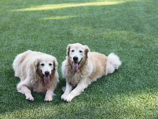 Two golden retriever dog lay down on the green grass smile happily to the camera with their tongue out , making cute face.
