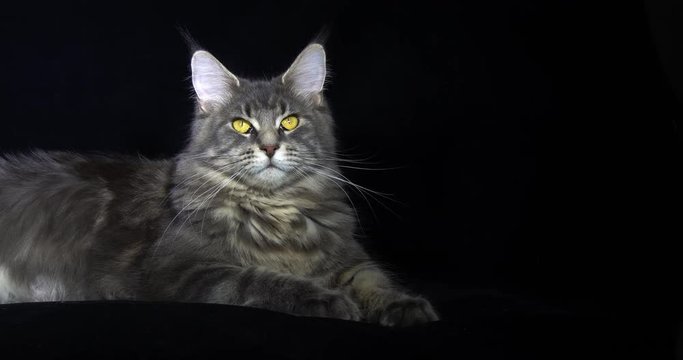 Blue Blotched Tabby Maine Coon Domestic Cat, Female laying against Black Background, Normandy in France, Slow motion 4K
