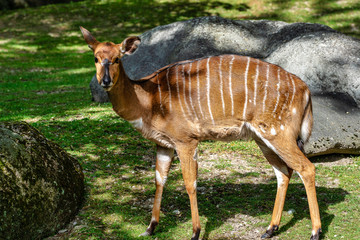 Nyala Antelope - Tragelaphus angasii. Wild life animal.