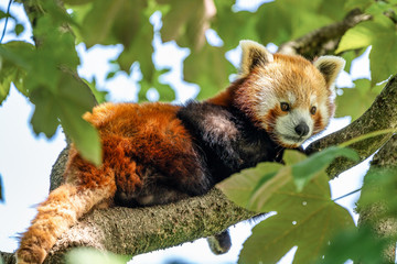The red panda, Ailurus fulgens, also called the lesser panda.