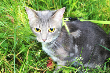 Naklejka na ściany i meble Gray domestic cat with big yellow eyes sitting on a leash among green grass