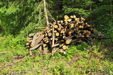  Pile of cut logs