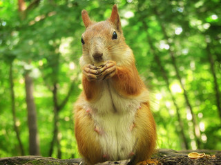 Fototapeta premium Squirrel in nature in the spring with a nut in his paws, full face. Red squirrel eating pistachio closeup.