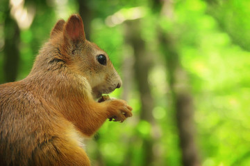 Red squirrel eating nuts closeup, profile. Squirrel in the Park on a warm summer day with a nut in his paws.