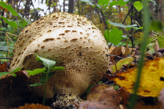 Mushroom family Handkea utriformis, Lycoperdon utriforme, Lycoperdon coelatum, Calvatia utriformis. Big mushroom exploding spores.