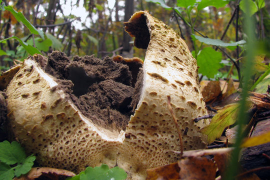 Big mushroom bursting when ripe spores. Mushroom family Handkea utriformis, Lycoperdon utriforme, Lycoperdon coelatum, Calvatia utriformis.