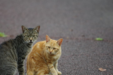 公園で出会った猫の親子