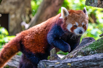 The red panda, Ailurus fulgens, also called the lesser panda.