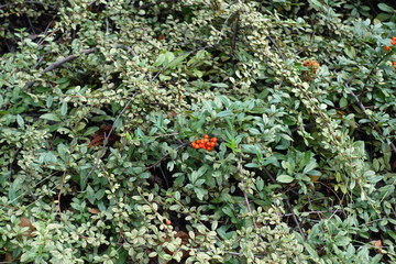 Orange berries in the leafage of Cotoneaster horizontalis in autumn