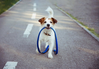 Off leash dog park. Happy morning puppy walk concept