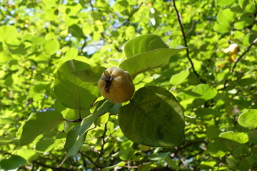 Ripe fruit in the leafage of quince in autumn