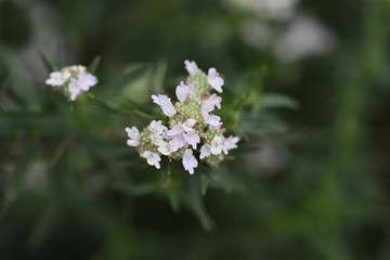 Virginia mountain mint