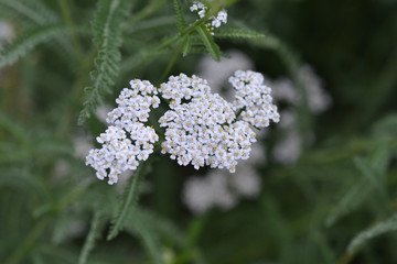 Mountain Yarrow