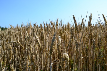 Golden ears of wheat on the field