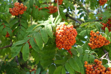 Close view of corymb of orange berries of Sorbus aucuparia in September