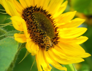 Beautiful honey bee collecting nectar from bright and show yellow sunflower head close up.