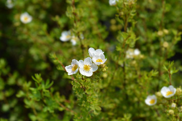 Shrubby Cinquefoil