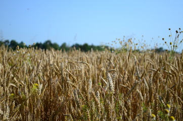 Golden ears of wheat on the field