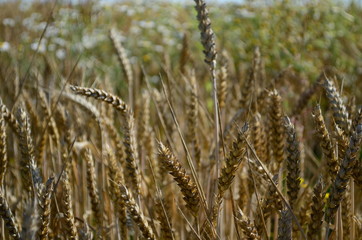 Golden ears of wheat on the field
