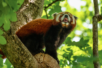 The red panda, Ailurus fulgens, also called the lesser panda.