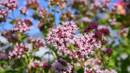 Showy and bright Centranthus ruber flowers close up. Also known as red valerian, or spur valerian.