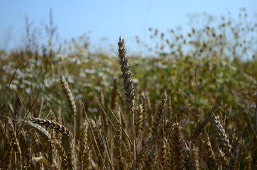 Golden ears of wheat on the field