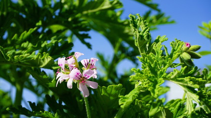Pelargonium Attar of Roses Scented Geranium beautiful flowers and green shallow three-lobed leaves close up. Also known as Rose geranium or Rose scented pelargonium,  Sweet scented geranium