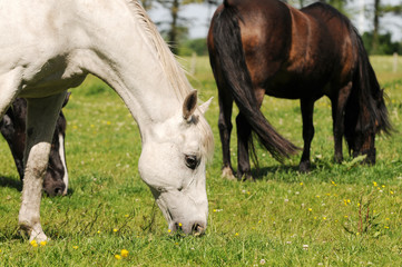 white Arab horse grazing on pasture