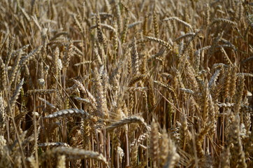 Fototapeta premium Golden ears of wheat on the field