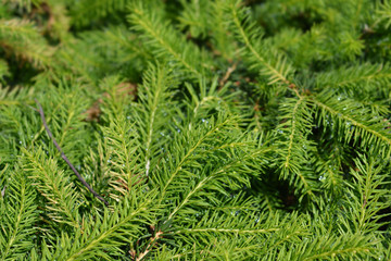 Nidiformis Norway spruce
