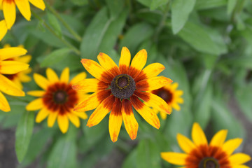 Tetra Gloriosa Daisy