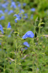 Gentian sage