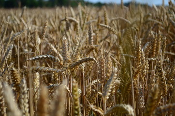 Fototapeta premium Golden ears of wheat on the field