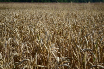 Golden ears of wheat on the field
