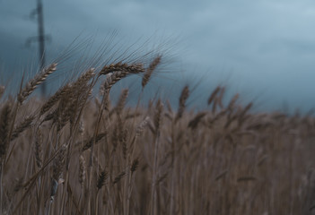 Fototapeta premium wheat field. close-up. stormy weather summer time.