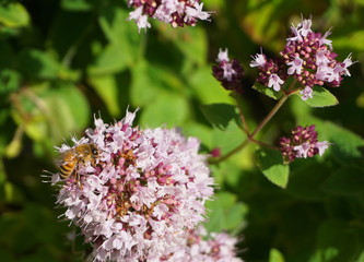 Beautiful honey bee collecting nectar from showy and bright Centranthus ruber flowers close up. Also known as red valerian, or spur valerian.
