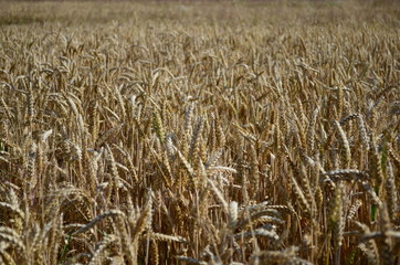 Golden ears of wheat on the field