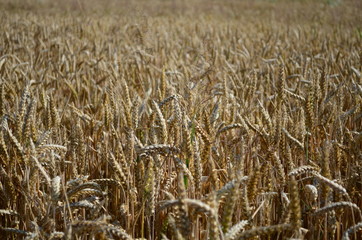 Golden ears of wheat on the field