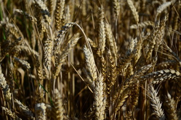 Golden ears of wheat on the field