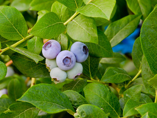 Jagody borówki © michalsen