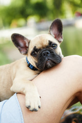 Cute puppy french bulldog in summer park.