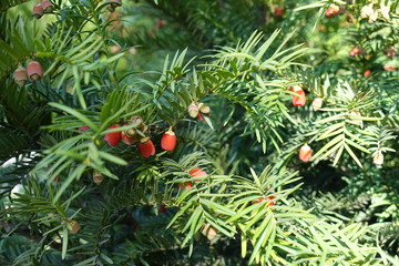 Foliage and red berries of yew in October